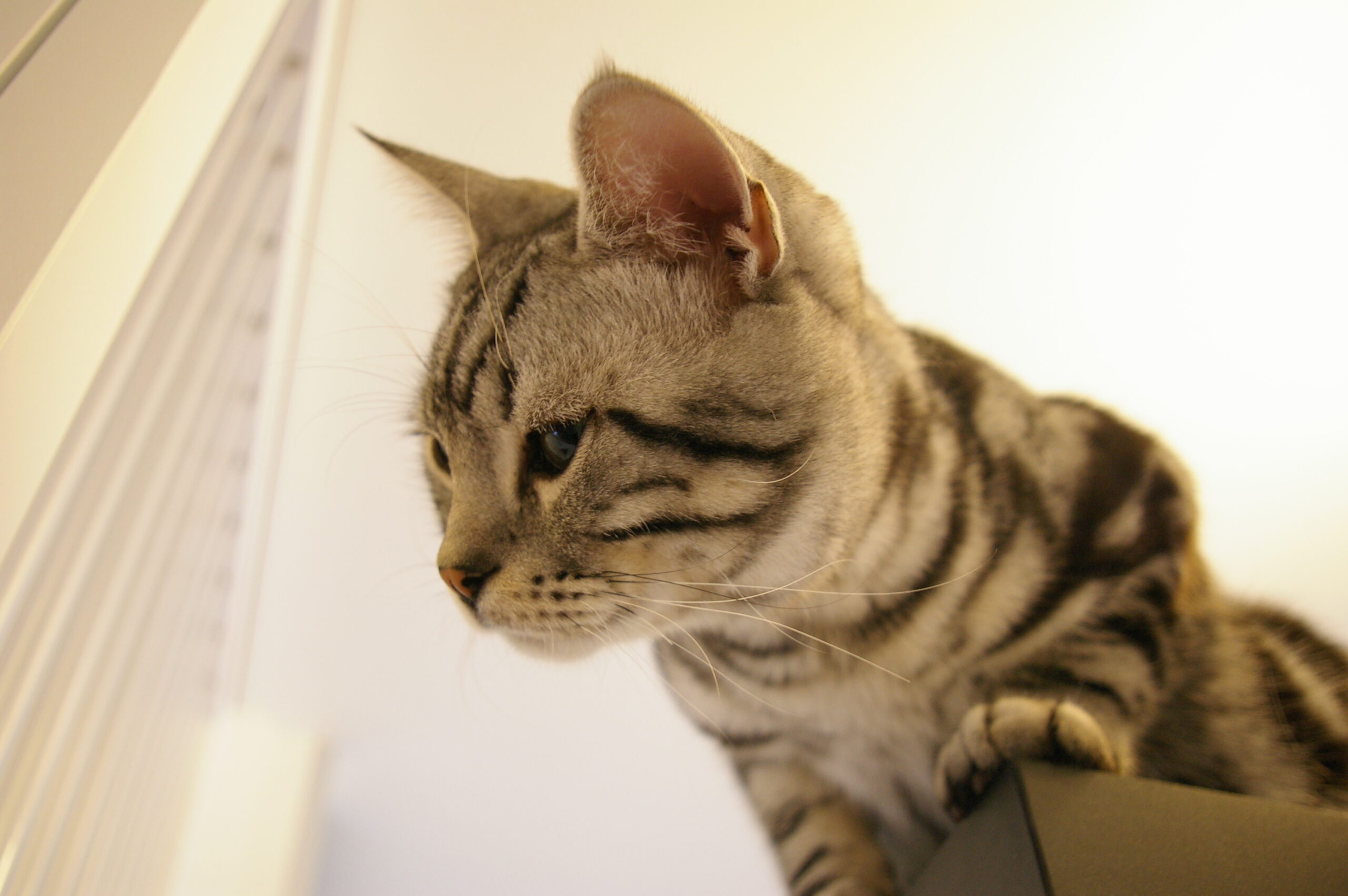 アメリカンショートヘアー、まる