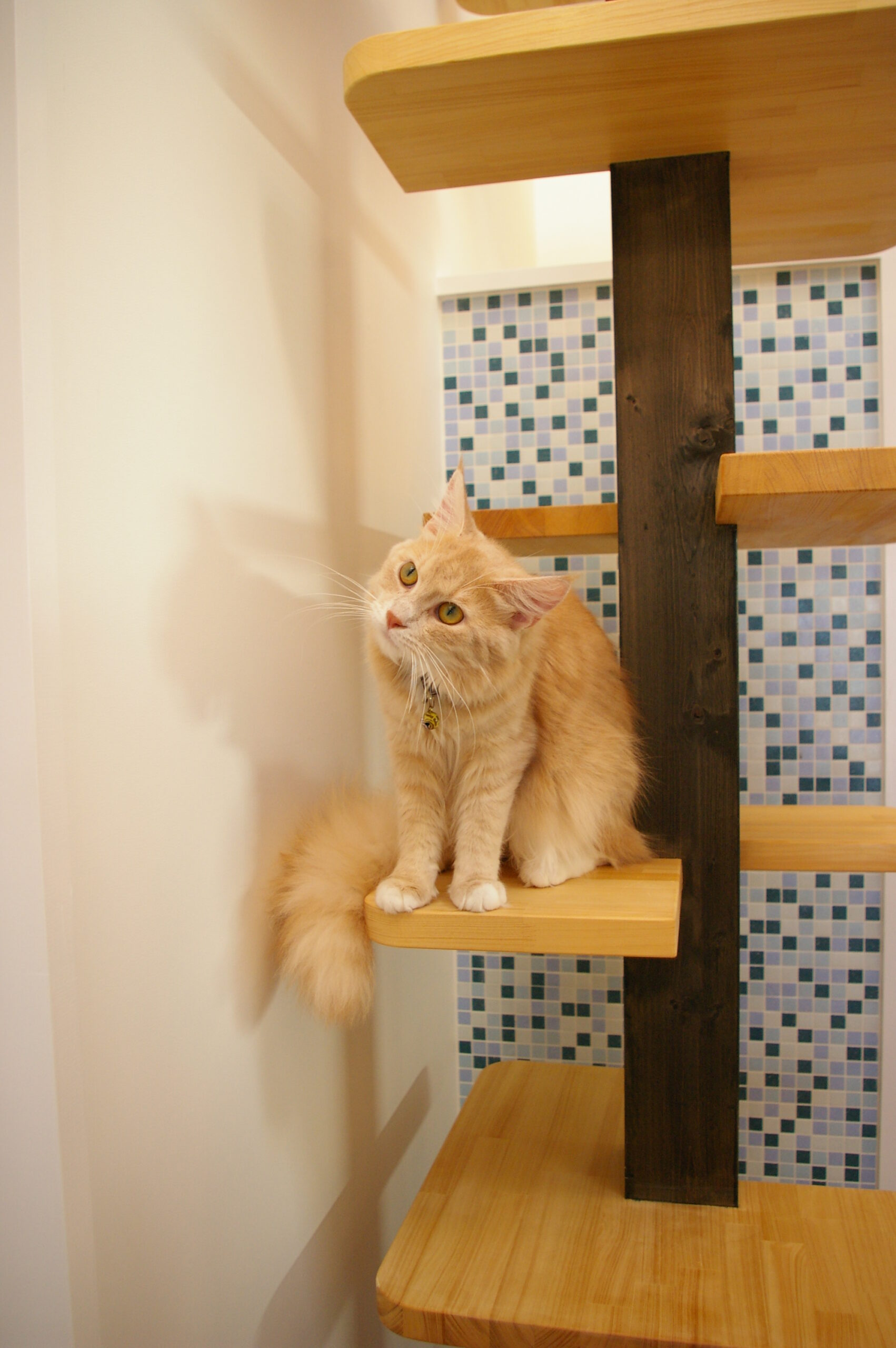 ノルウェージャンフォレストキャット、かい