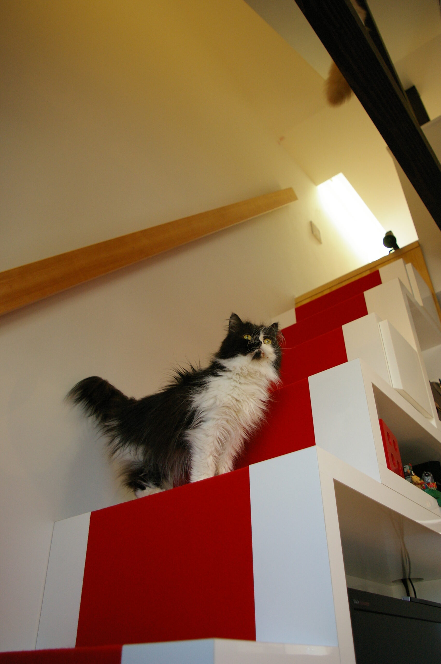 ペルシャ、しろみ