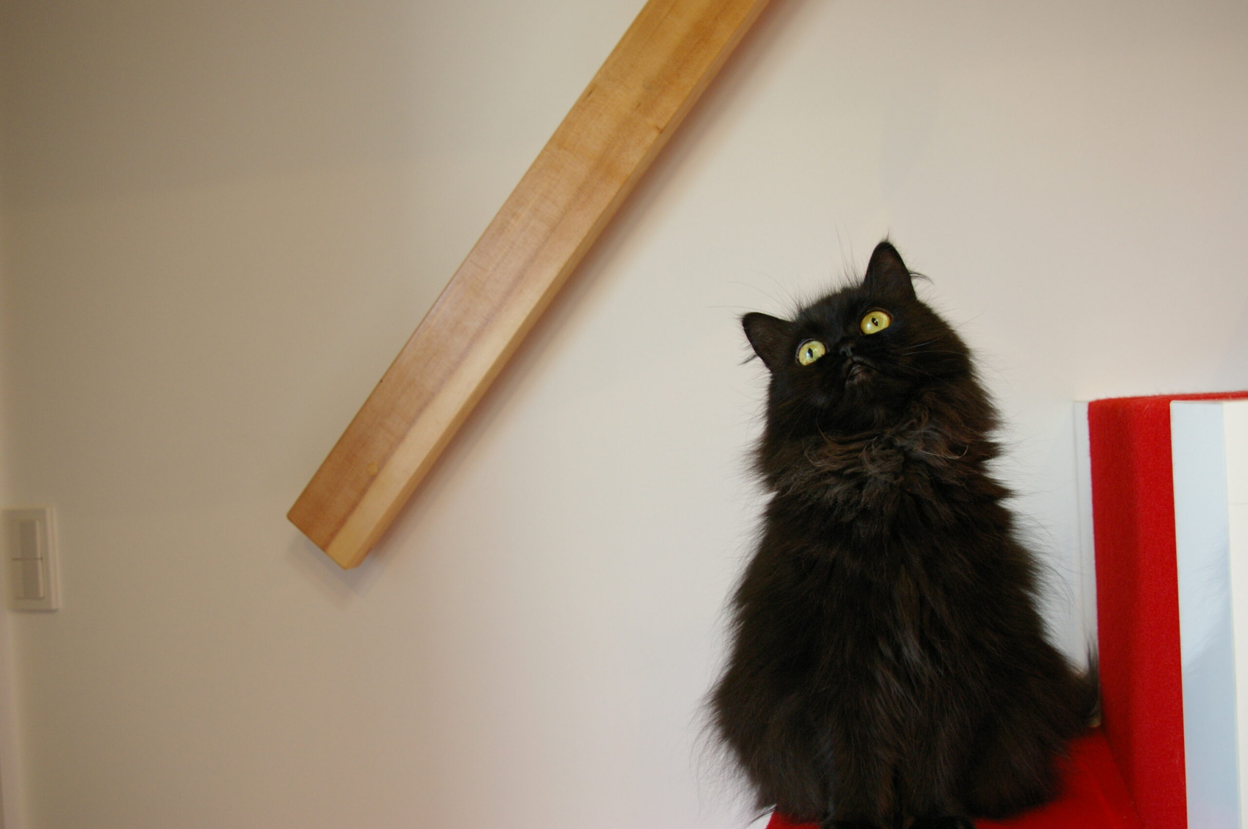 ペルシャ、あい