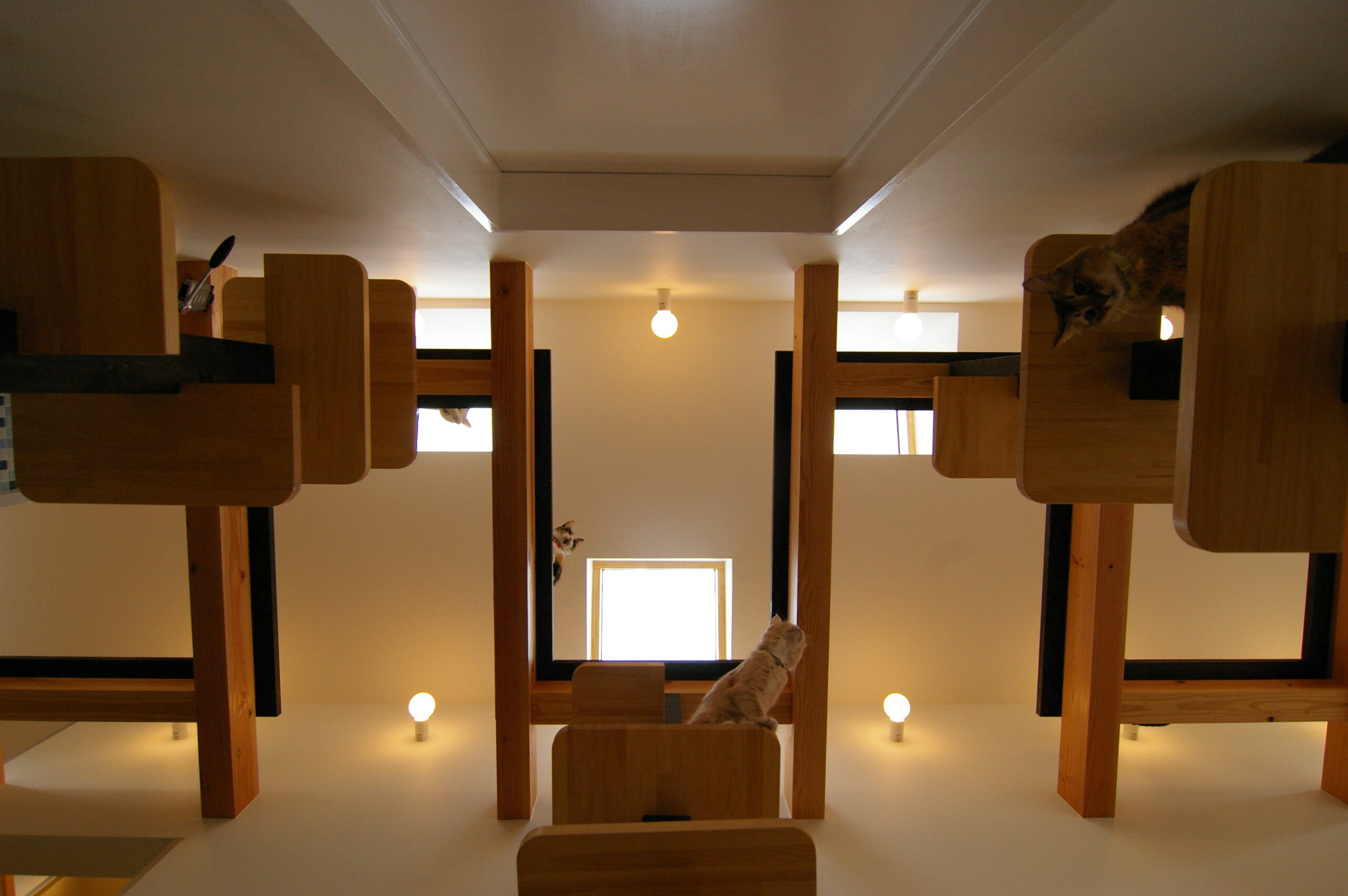 猫の家 The Cats' House TOP