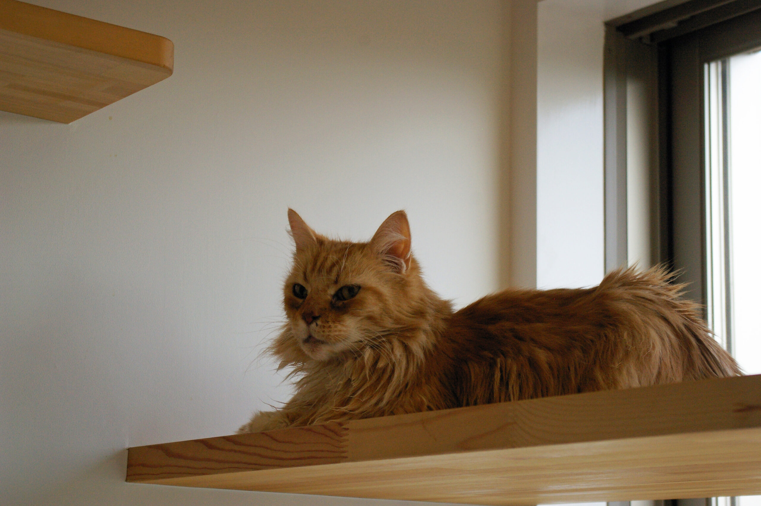 mix、しろちゃん