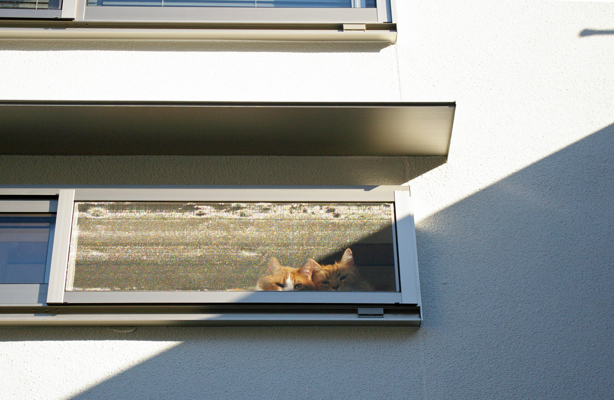 猫とロフト窓