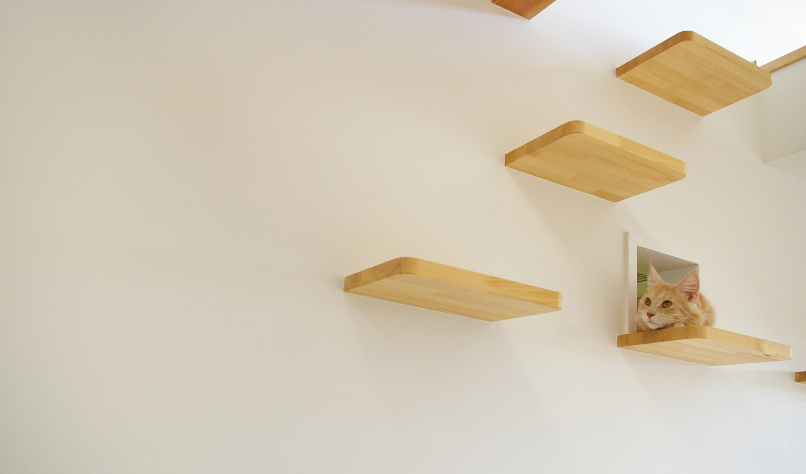 黒い板の部分がキャットウォーク。