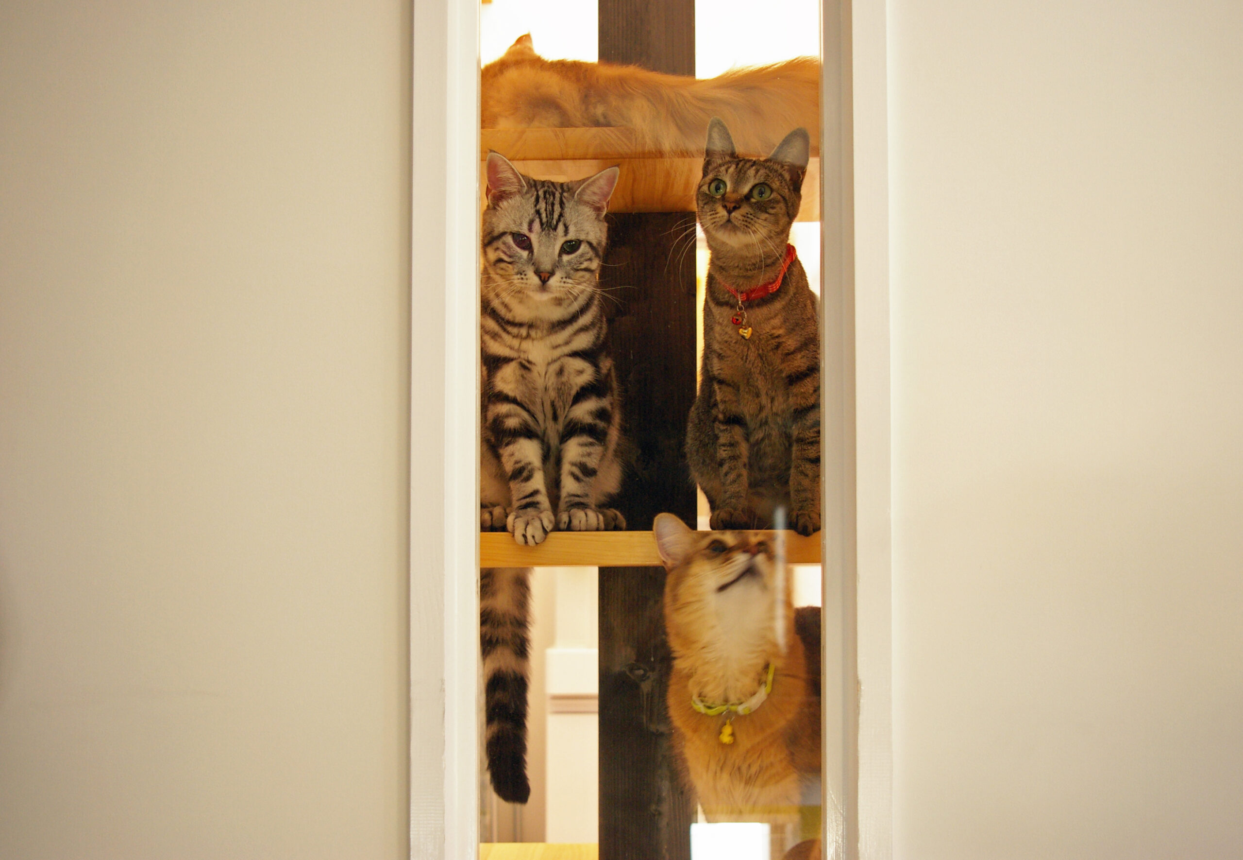キャットツリーと書斎
