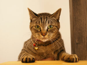 キジトラの猫が木の台に前足をそろえ、まっすぐこちらを見ている。