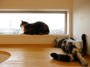 大きな窓のある明るいロフト。窓辺と床で猫がくつろいでいる。