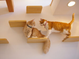 白い壁に取り付けた木の猫ステップ。二匹の猫が向かい合っている。