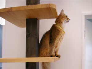 柱に取り付けた木の踏み板をらせん状に上がるキャットツリー。茶トラの猫が座っている。