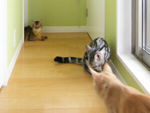 黄緑色の壁の小部屋。廊下の先に猫がいて、手前で猫が寝転んでいる。