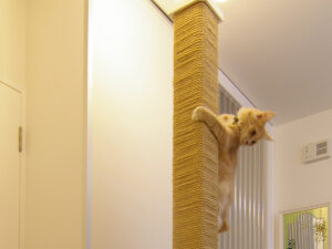 麻縄を巻いた爪とぎ柱に、猫がしがみついて登っている。